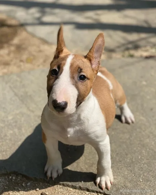 ID:2204-01548の子犬