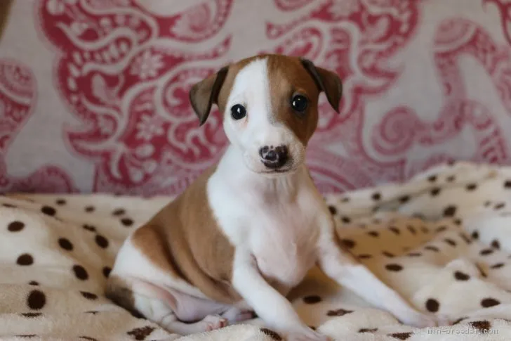 ID：2104-01206の子犬