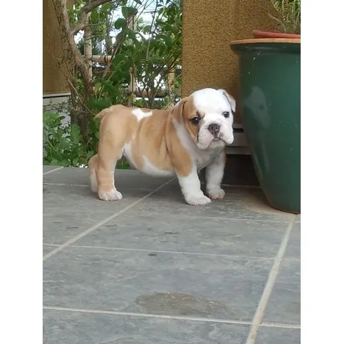ID：1305-00690の子犬