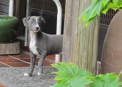 ID：1206-00051の子犬