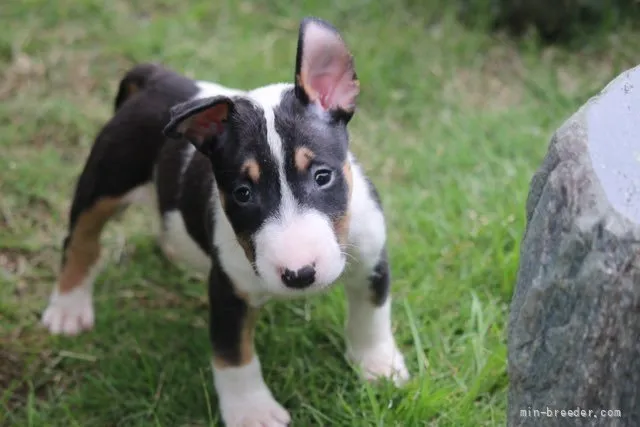ID：2107-01058の子犬