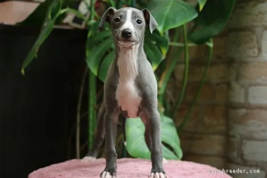 ID：1903-02572の子犬