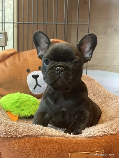 ID:2107-03904の子犬