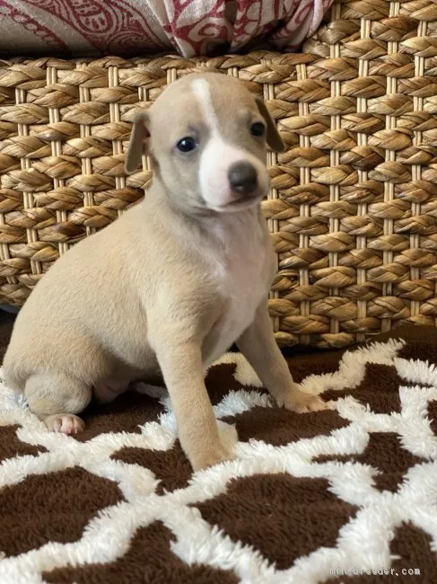 ID:2004-03497の子犬