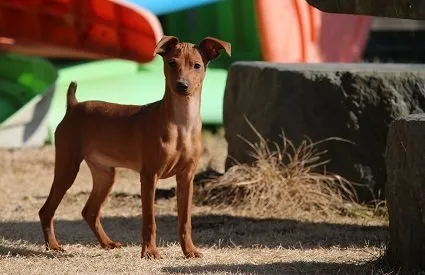 ID：1802-01453の子犬