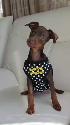 ID：1201-00193の子犬