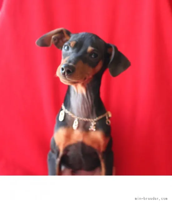 ID：1901-00578の子犬