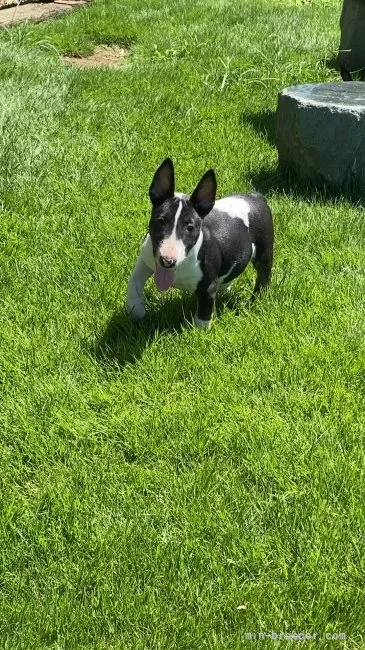 ID：2107-01059の子犬