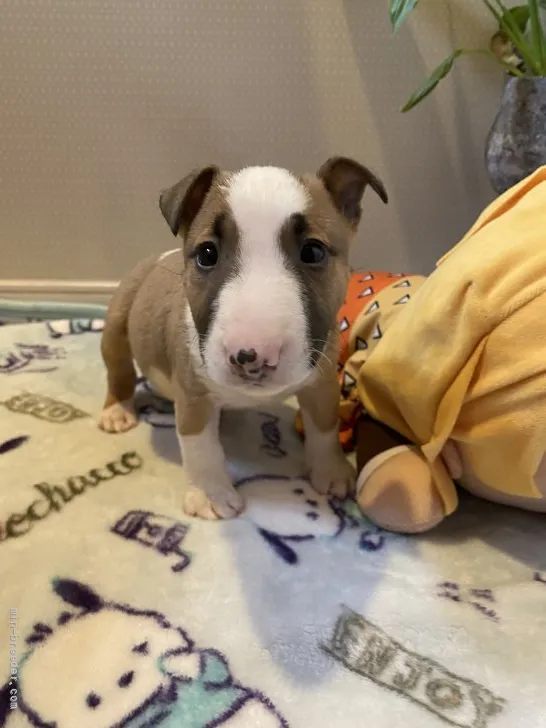 ID：2205-02285の子犬