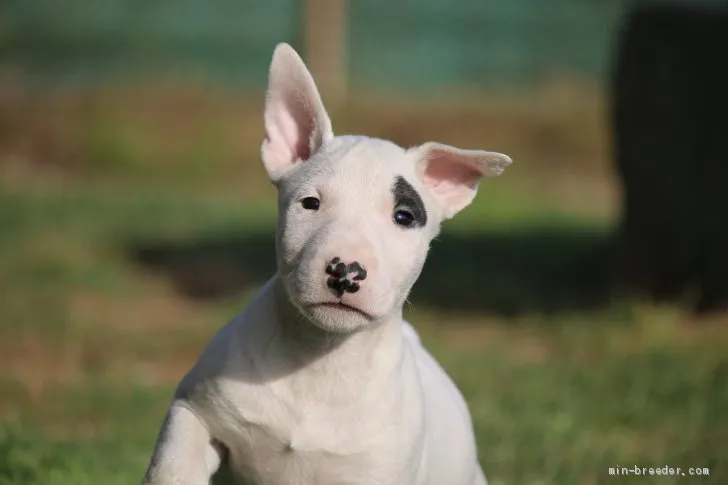 ID：1905-00213の子犬