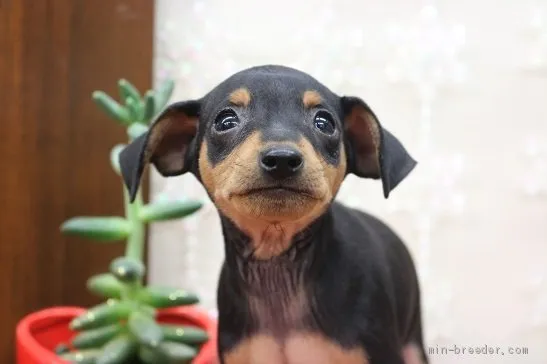 ID：1906-01478の子犬