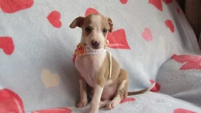 ID：1111-00249の子犬