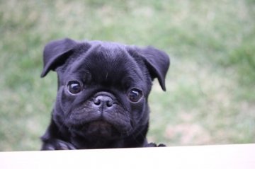 パグ【埼玉県・男の子・2019年1月15日・ブラック】の写真「小ぶりの可愛い男の子です。」