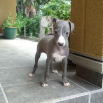 イタリアングレーハウンド【埼玉県・男の子・2012年4月30日・ブルー＆ホワイト】の写真「」
