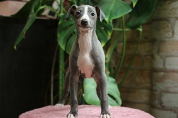 イタリアングレーハウンド【埼玉県・男の子・2019年1月28日・ブルー&ホワイト】の写真「良血統の男の子です。」