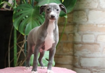 イタリアングレーハウンド【埼玉県・男の子・2019年1月28日・ブルー&ホワイト】の写真「良血統の男の子です。」