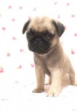 パグ【埼玉県・男の子・2018年7月11日・フォーン】の写真「足の短い可愛い男の子です。」