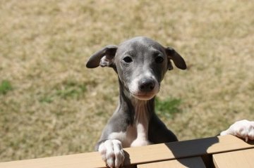 イタリアングレーハウンド【埼玉県・男の子・2018年12月12日・ブルー&ホワイト】の写真「両親ともに良血統の可愛い子です。」