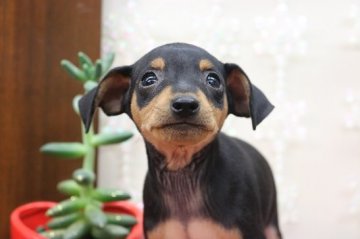 ミニチュアピンシャー【埼玉県・男の子・2019年4月15日・ブラック&タン】の写真「天才！志村動物園に出演した兄弟です。」