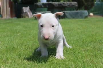 ミニチュアブルテリア【埼玉県・男の子・2019年5月20日・ホワイト&ブラック】の写真「可愛い男の子です」