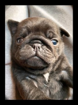 パグ【埼玉県・男の子・2020年3月12日・ブラック】の写真「ムッチムチの男の子！！」