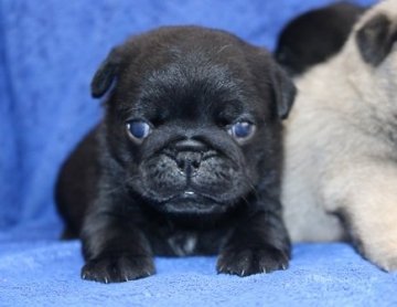 パグ【埼玉県・男の子・2017年8月21日・ブラック】の写真「むっちむちで可愛いですよ！！」