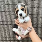 ビーグル