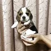 ビーグル
