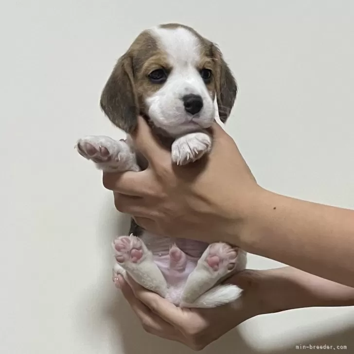 ID:2410-01453の子犬