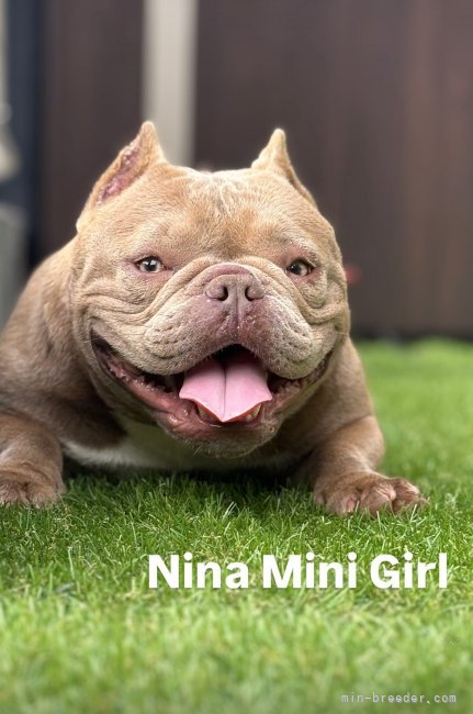 Nina Pikachu｜清水　アロン(おりべいら なざれっち　あらん)ブリーダー(愛知県・アメリカンブリーなど・日本犬保存会登録)の紹介写真4