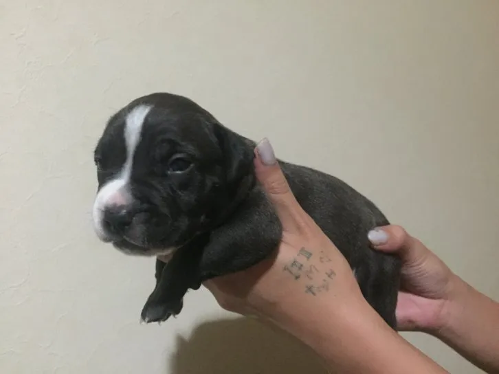 ID:1608-01002の子犬