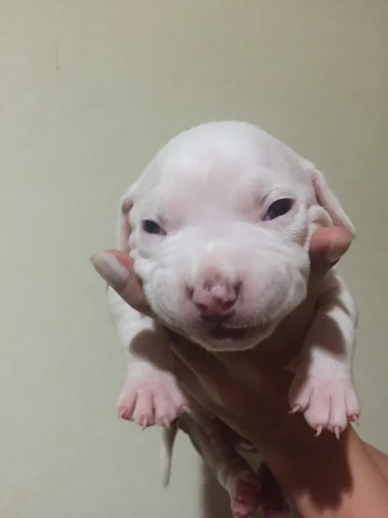 ID：1608-01004の子犬