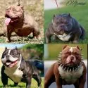 アメリカンブリー【愛知県・男の子・2019年2月18日・ブルーアンドホワイト】の写真3「仔犬の将来有名犬達が一つの血統書に入ります。」