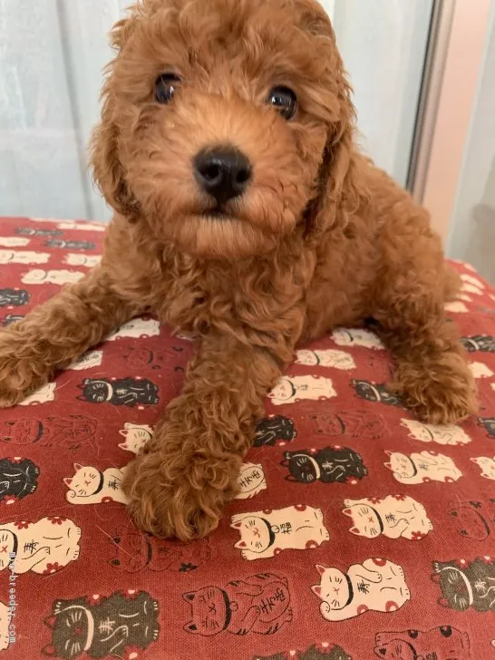 ID：1907-00537の子犬