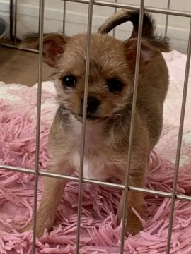 チワワ&ヨークシャーテリア【福岡県・女の子・2019年2月5日・フォーン&ブラック】の写真「クルクルとした目が可愛い子です。」