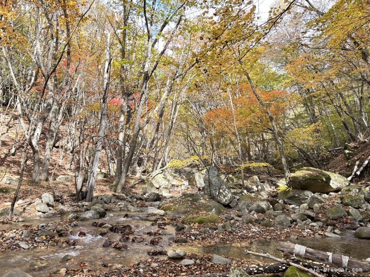 自然いっぱい｜石原　弘基(いしはら　ひろき)ブリーダー(山梨県・トイプードルなど・JKC登録)の紹介写真6