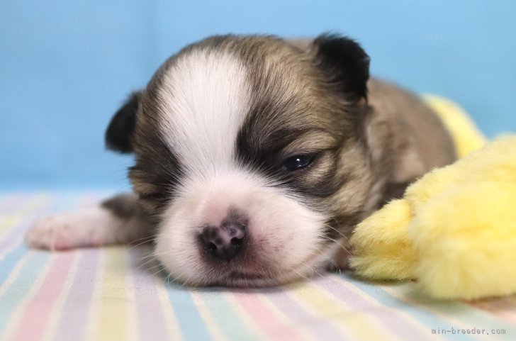 石原弘基ブリーダーのブログ：チワワちゃん産まれてます