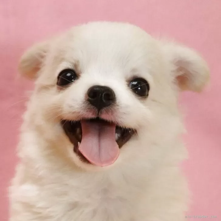 ID:2505-06423の子犬