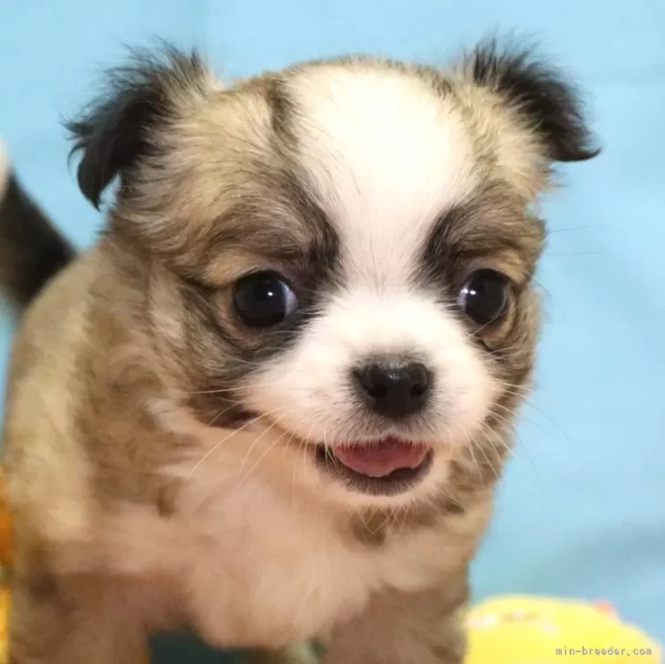 ID：2501-08006の子犬