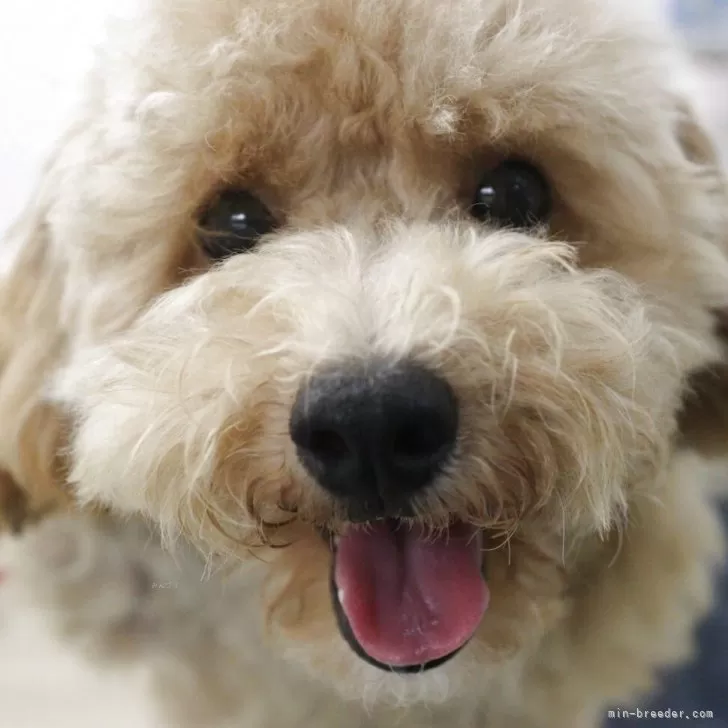 ミックス(トイプードル×ビションフリーゼ)【山梨県・男の子・2025年4月19日・クリーム】の写真1