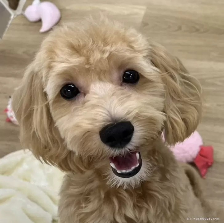 ID:2403-00798の子犬