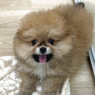 ポメラニアン【山梨県・男の子・2025年9月5日・オレンジセーブル】の写真「もこもこむちむち可愛いお顔」