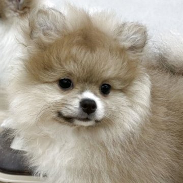 ポメラニアン【山梨県・女の子・2025年9月5日・クリームセーブル】の写真「ムチムチボディで好奇心いっぱい」