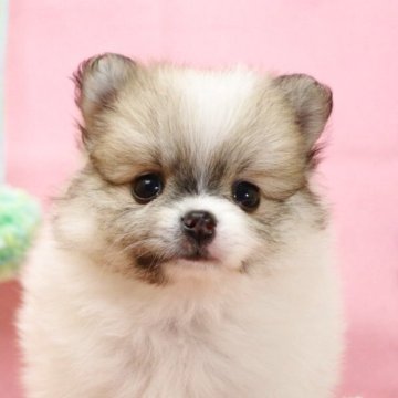 ポメラニアン【山梨県・女の子・2025年9月5日・パーティカラー】の写真「ムチムチで元気いっぱい」