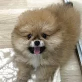 ポメラニアン【山梨県・男の子・2025年9月5日・オレンジセーブル】の写真1