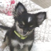 チワワ(ロング)