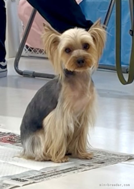 ヨークシャーテリア【・女の子・2022年11月13日・スチールブルータン】