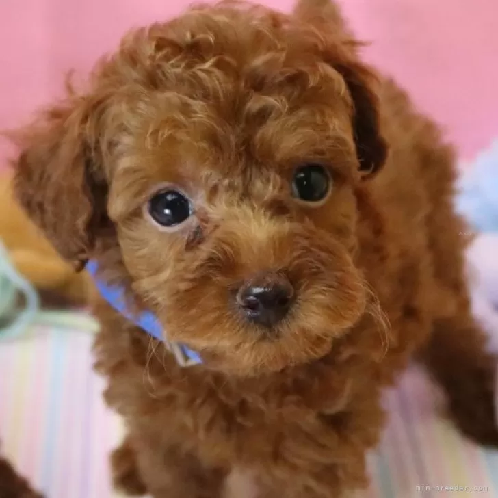 ID:2407-03996の子犬