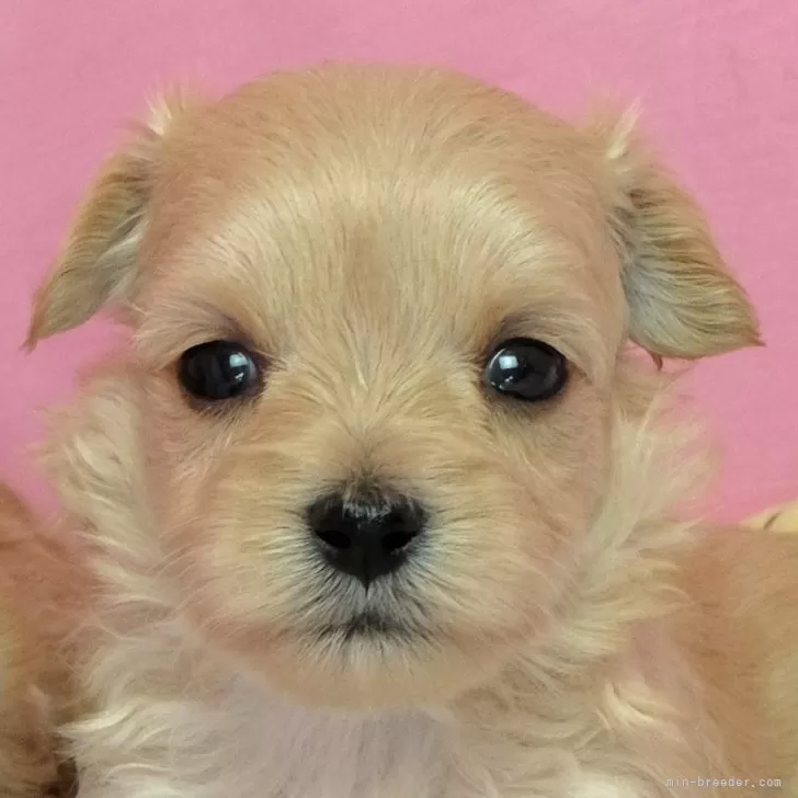 ID：2312-05177の子犬