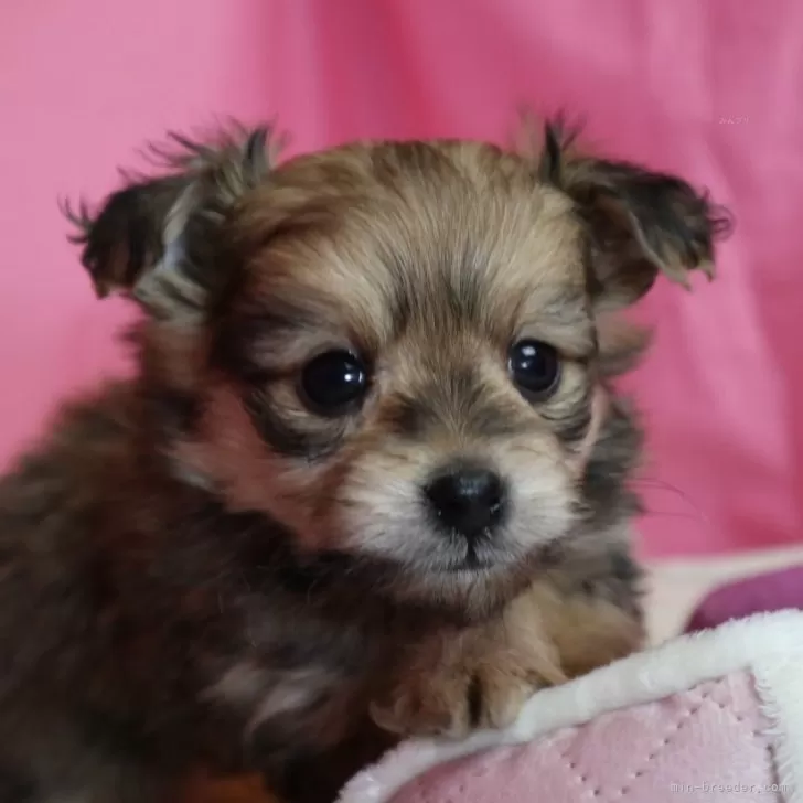 ID：2401-01577の子犬
